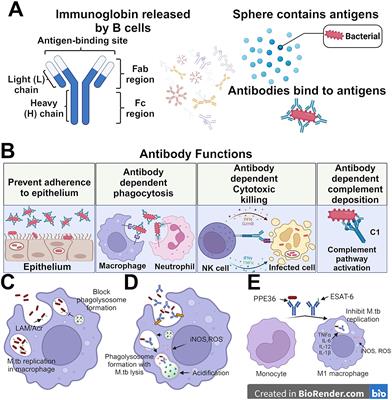 Antibodies as key mediators of protection against Mycobacterium tuberculosis